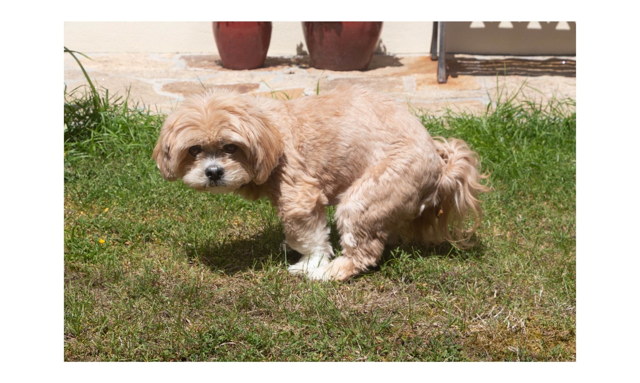 Things to Consider Before Composting Your Dog's Poo - Pet Impact