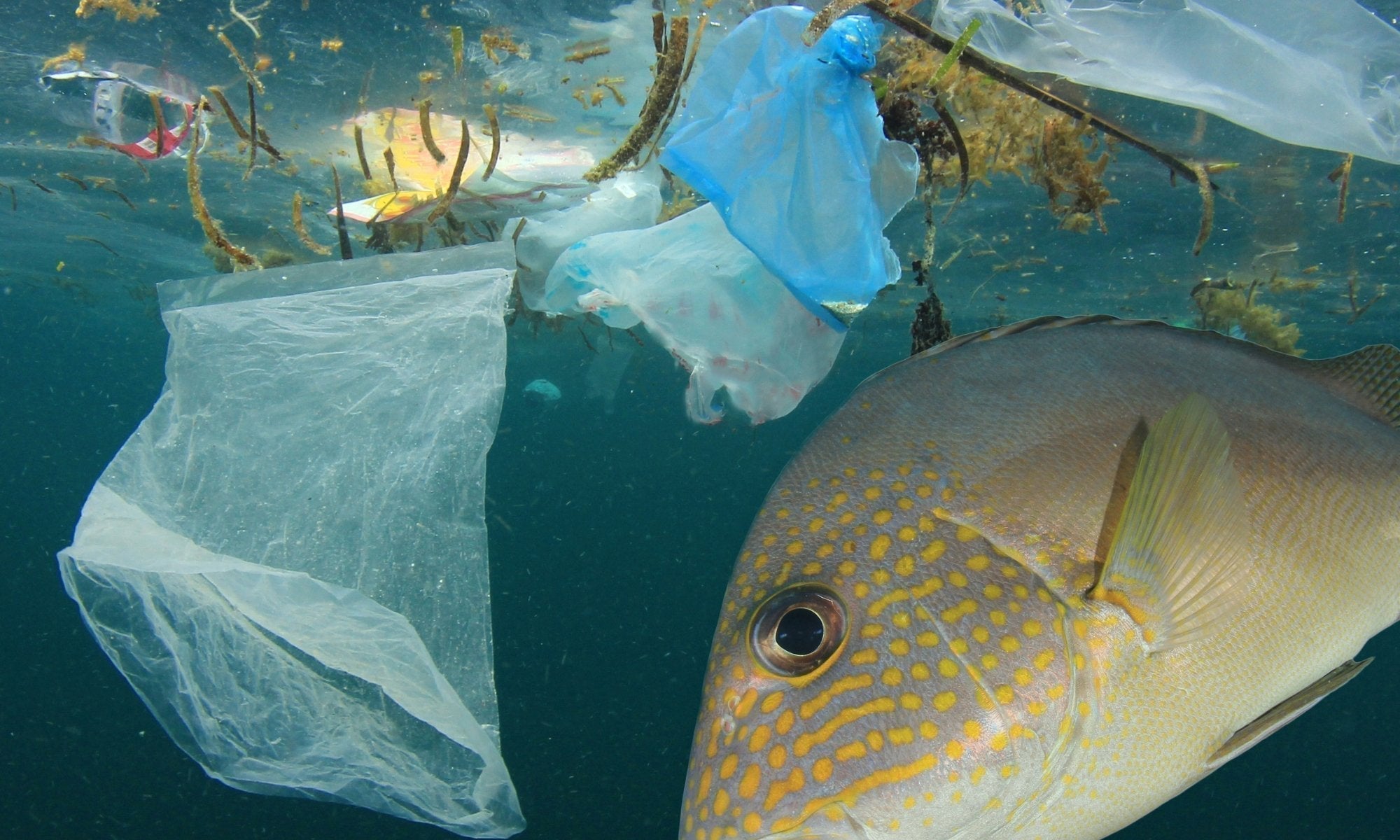 What Do Compostable, Biodegradable, Degradable, Oxo-Degradable Poop Bags Mean? - Pet Impact