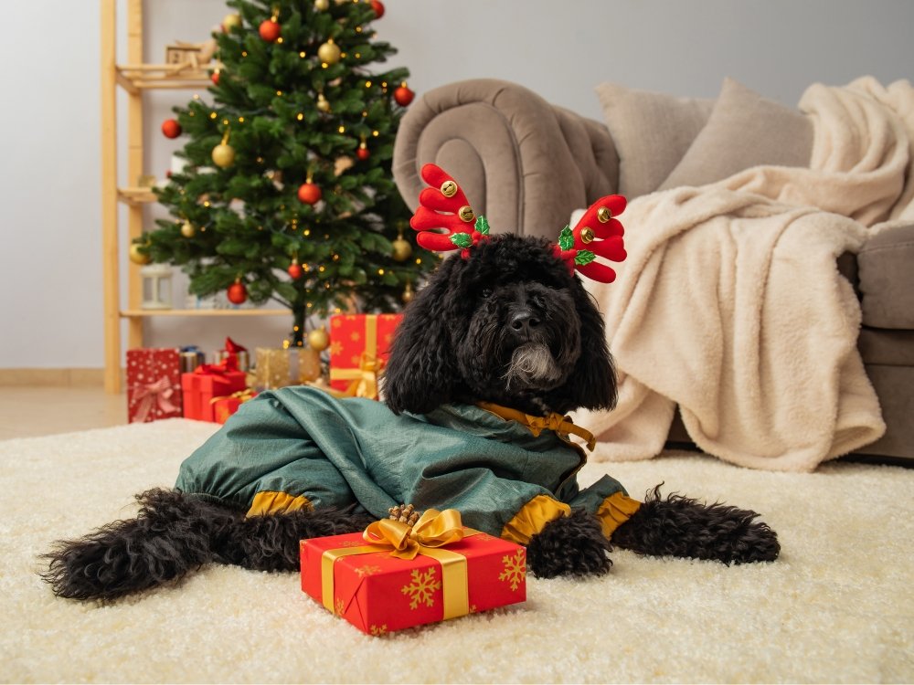 Your Ultimate Guide to an Eco-Friendly Christmas - Pet Impact