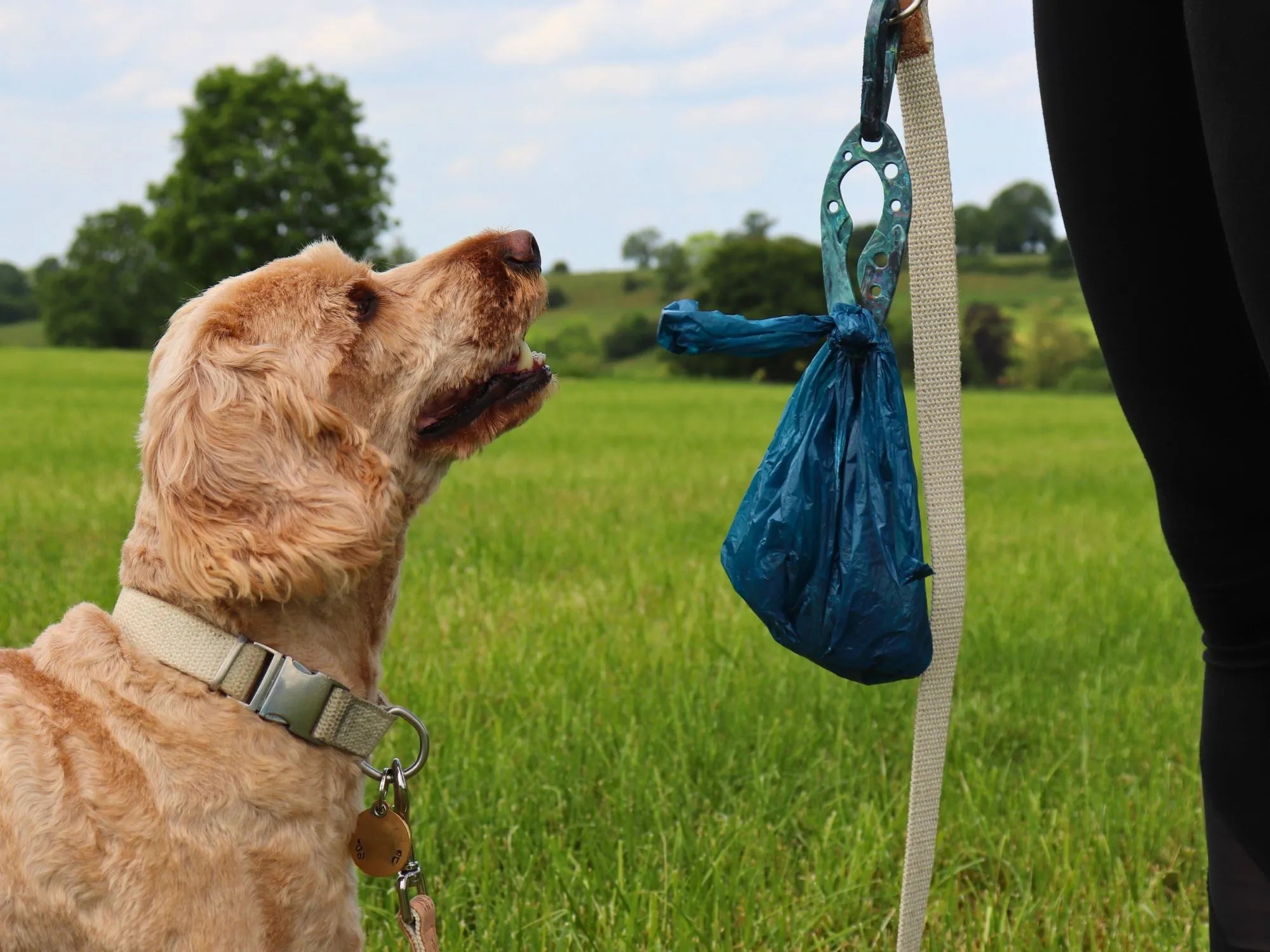 Pet Impact - Eco-Friendly Pet Products - Shop Online