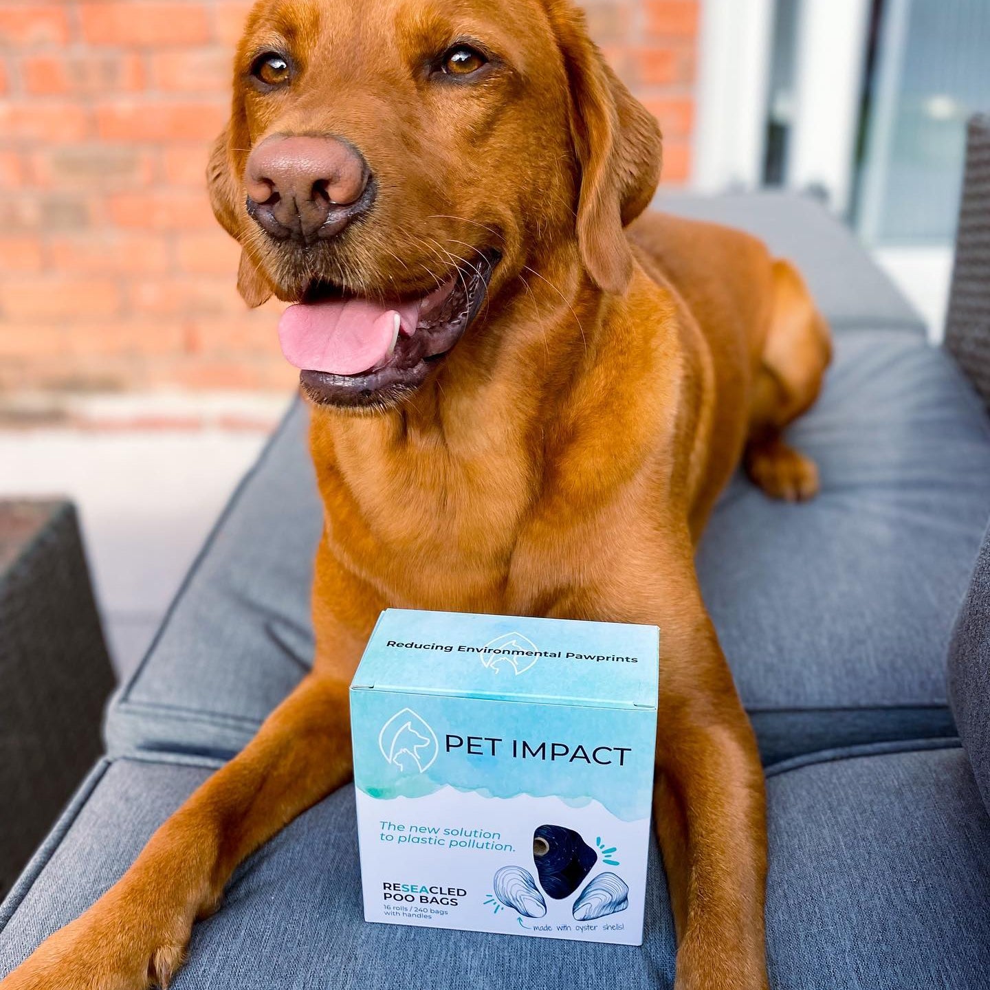 A dog sat with a box of eco friendly poo bags