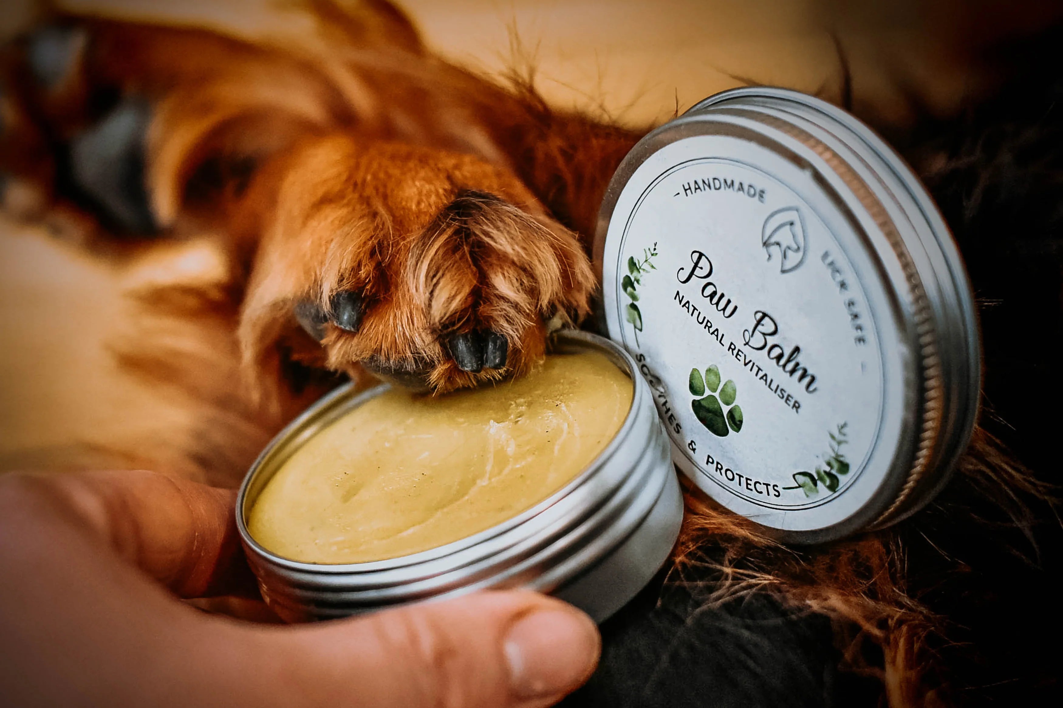 A picture of a dog dipping their paw into a tub of dog paw balm