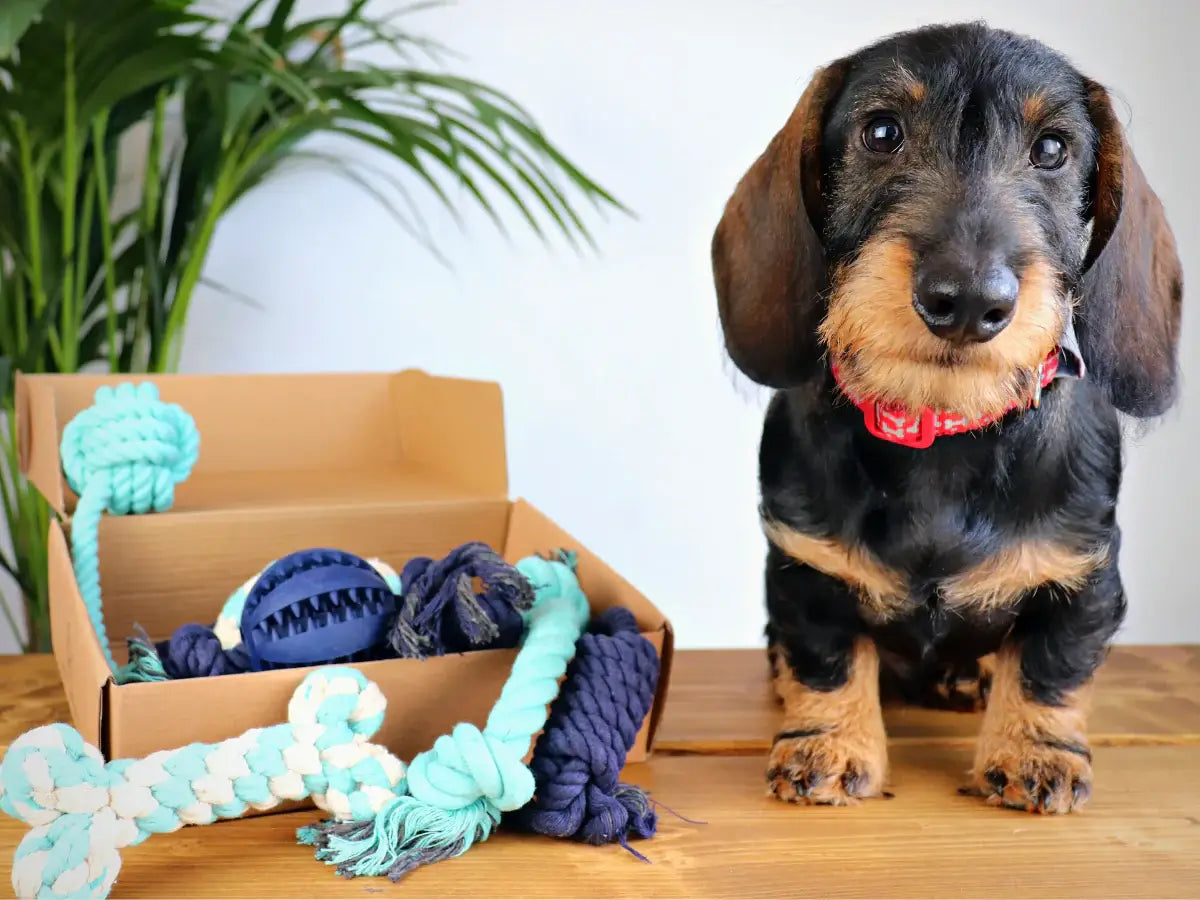 An image of a dog sat next to a box of rope toys