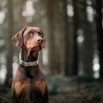 An image of a dog in a forest, wearing a Pet Impact Hemp and Cork Dog Collar