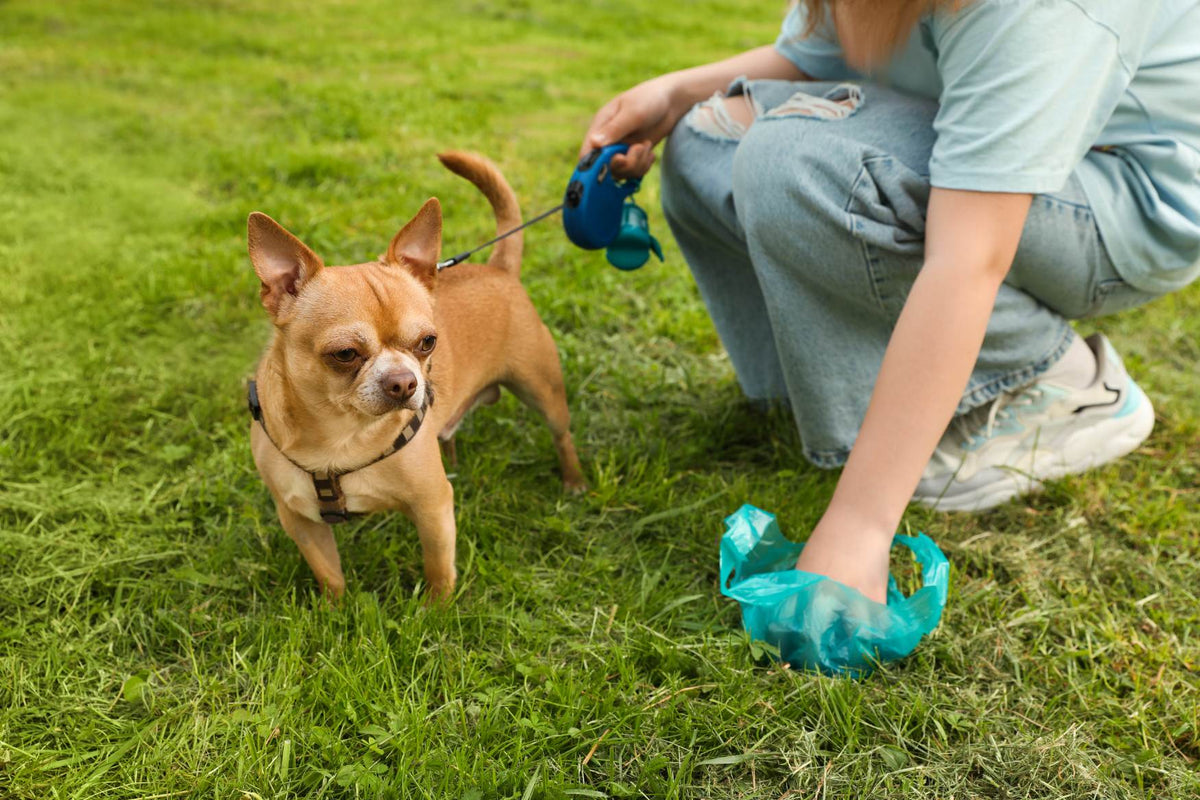 A picture of a woman picking up dog poo in a field