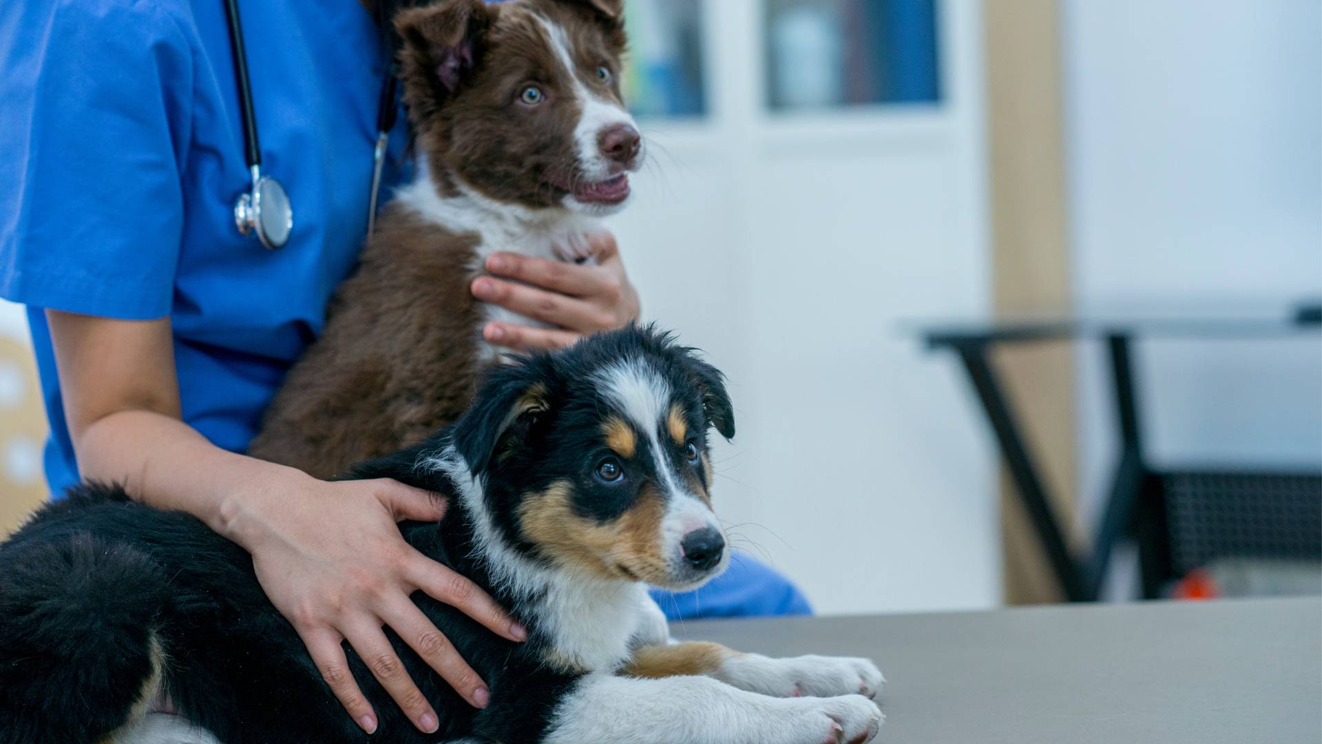 A photograph of two dogs in a veterinary surgery.