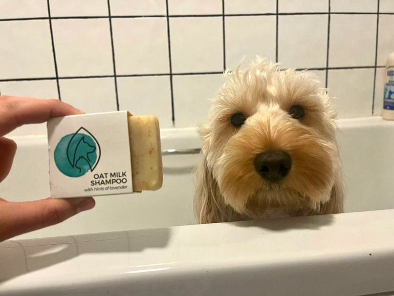 Plastic-free Oat Milk Shampoo - Pet Impact