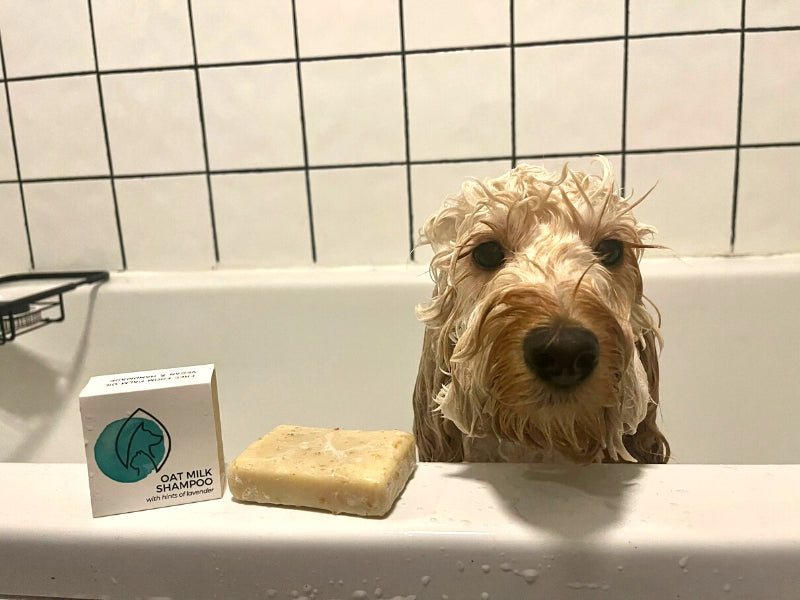 Plastic-free Oat Milk Shampoo - Pet Impact