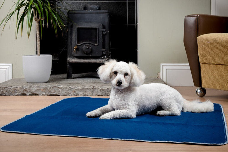 Review: Does the Green Pet Shop Dog Cooling Mat Hold Up to the Heat?